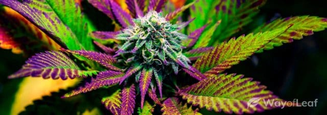 Here Are the Worst Marijuana Strains of All Time