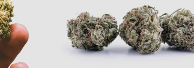 How to Tell the Good Weed from the Bad [5 Techniques]