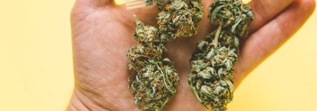 5 Top and Strongest Marijuana Strains