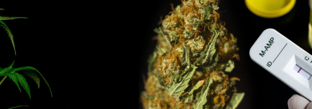 What Is Powdered Urine? [Does It Really Work?]