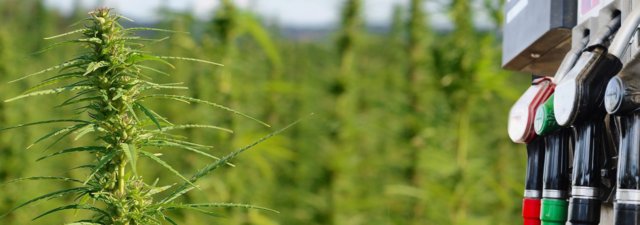 Hemp Biofuels: Hemp’s Energy Potential