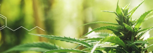 What Does CBD Stand For?