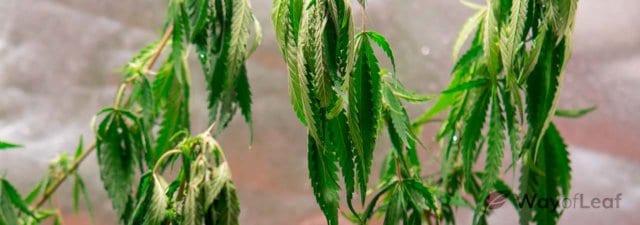 How to Solve Drooping Weed [Essential Hacks]