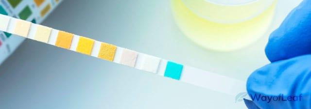 How to Pass a Drug Test Today [5 Hacks]