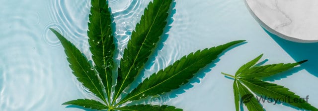 Water Curing Weed: What Is It, and How Do You Do It?