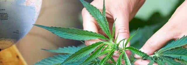 Which Country Consumes the MOST Weed Per Capita? [Answered]