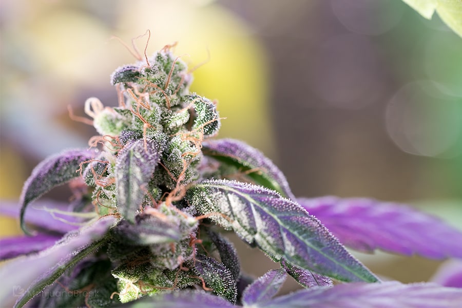 oregon pinot noir strain