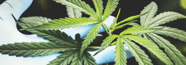 How to Determine the Sex of Your Cannabis Plant