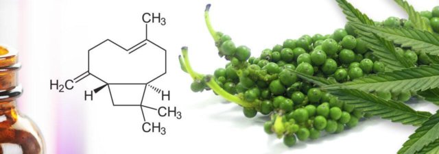 The Benefits of the Terpene Beta-Caryophyllene