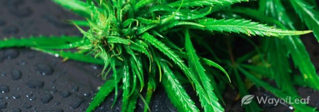 What to Do If Your Marijuana Gets Wet
