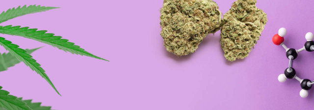 The Connection Between Marijuana and Serotonin