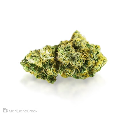 Banana Sherbet Strain Review – The Expert’s Guide