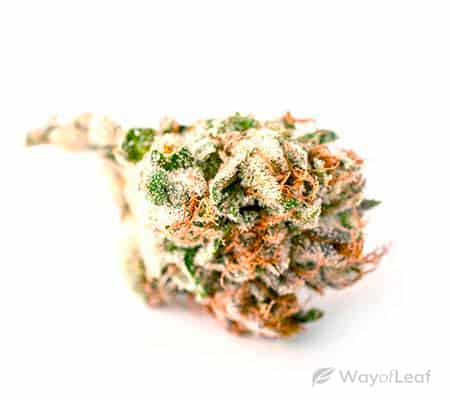 Blue Haze Cannabis Strain Review