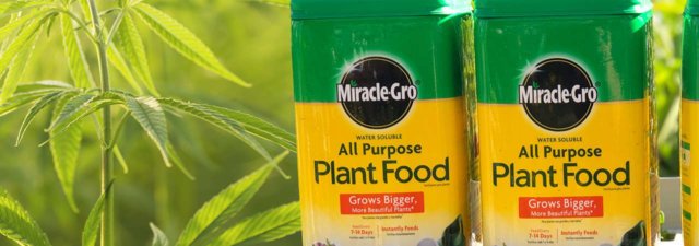 Is Miracle-Gro Good for Growing Marijuana?