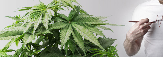 Why Does Marijuana Make Your Heart Race? [The Science Behind]