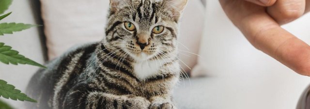 CBD Oil for Cats: The Comprehensive Guide