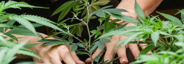 Do Marijuana Plants Need Oxygen?