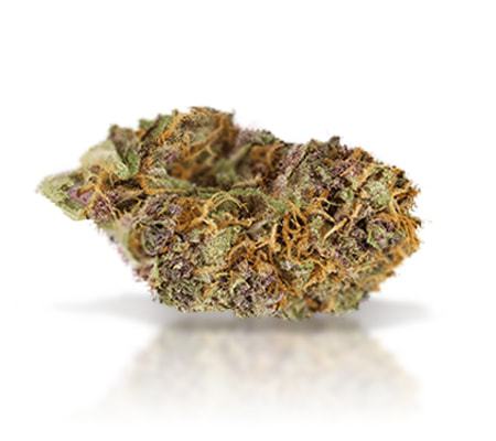 Guido Kush Cannabis [Strain Review]