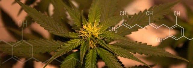 CBGA: Exploring This Under-Studied Cannabinoid