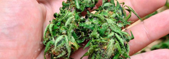 What Is Fresh Frozen Marijuana?