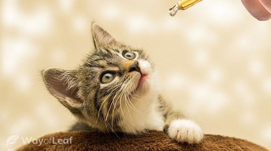 cbd oil for cats