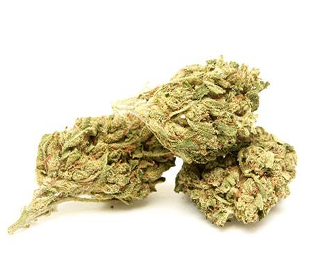 GMO Cannabis Strain [History and Information]