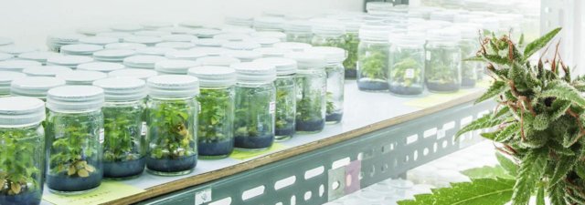 What Is Tissue Culture in Cannabis Growing?