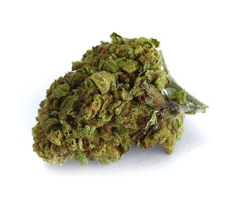 Sour Jack Strain (Full Review)