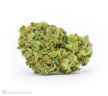 GMO Cookies Strain [Cannabis Review]