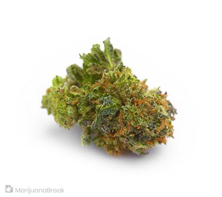 SAGE Marijuana Strain Review SAGE Marijuana Strain Review