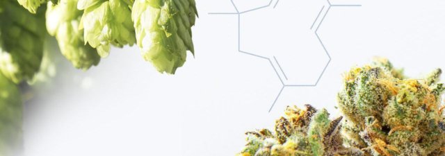 What Is Humulene? [Cannabis Terpenes Explained]