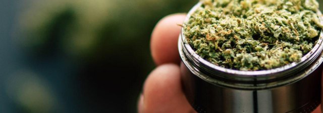 What Is Grit Weed, and Why Must You Get Rid of It Now?
