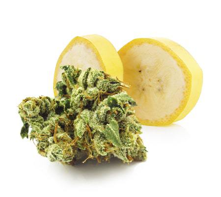 Fat Banana Cannabis Strain Review + Info Fat Banana Cannabis Strain Review + Info