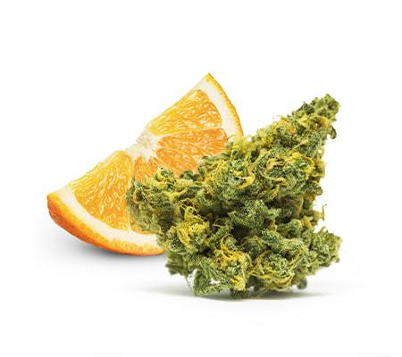 Orange Skunk | Marijuana Strain Review