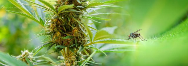 The Best Insects to Benefit Your Cannabis Garden [Top 10]