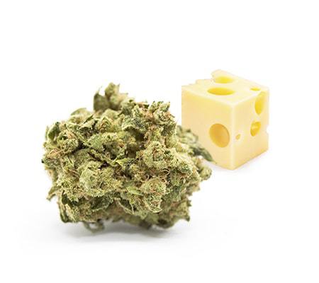 White Cheese | Marijuana Strain Review White Cheese | Marijuana Strain Review