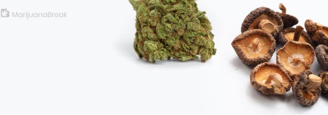 Mushrooms Growing Around My Cannabis Plants: Good or Bad?