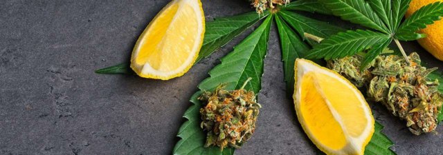 What Is Limonene? [Ultimate Cannabis Terpene Guide]