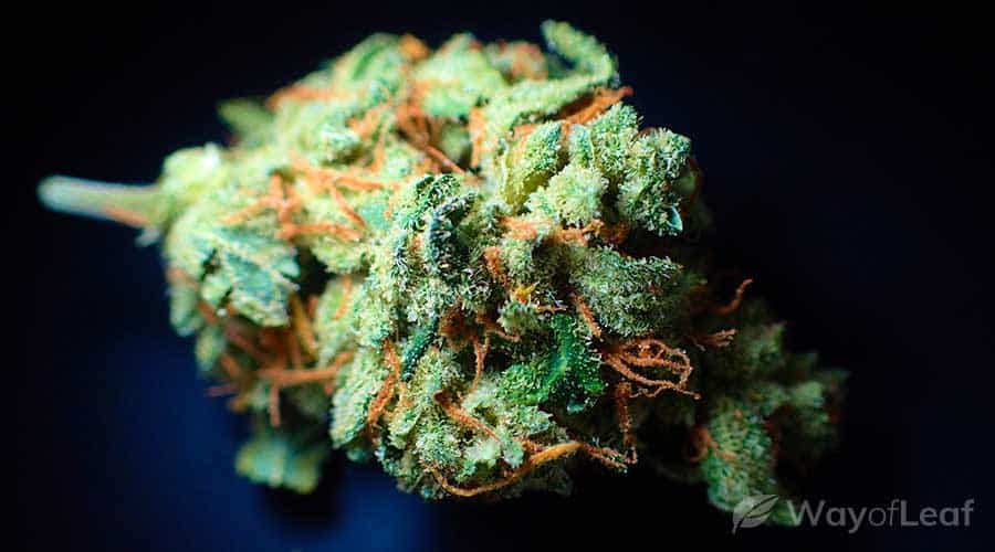 best-strains-for-edibles