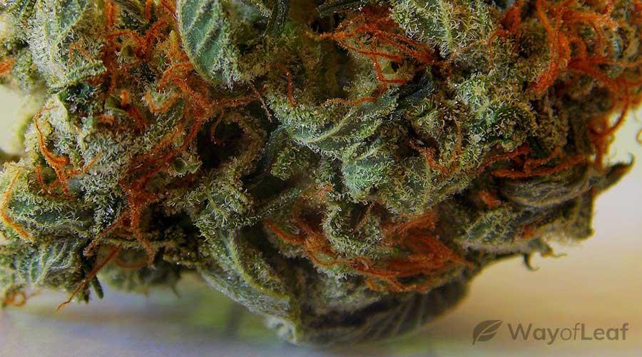 weed-strains-for-edibles