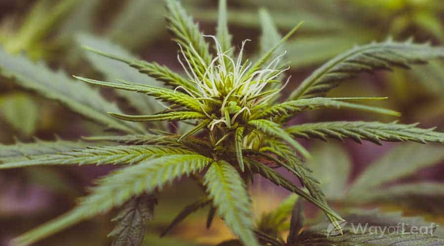 super-lemon-haze-strain