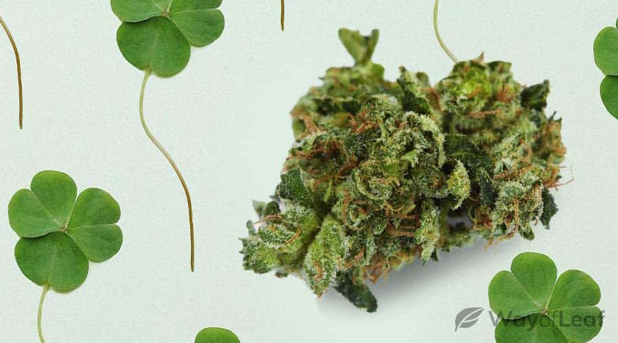 mighty-irish-hope-strain