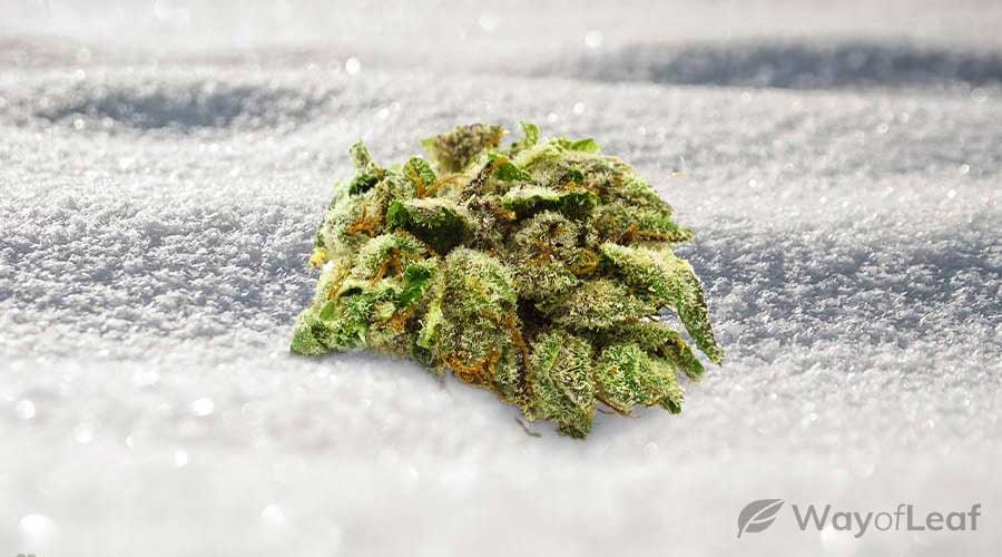 super-snow-dog-strain