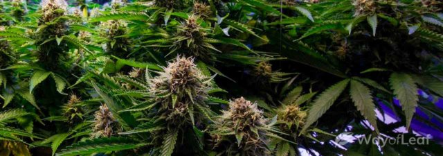 The Best New Cannabis Crossbreeds