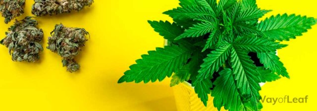 5 Tips on Choosing Pots for Your Cannabis Plants