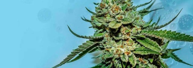 Microorganisms in the Cannabis Garden | Make the Most of Them