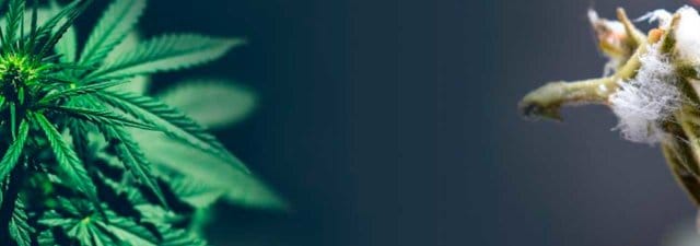 Mold Resistant Marijuana Strains [Top 5 Picks]