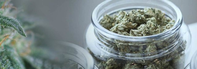 5 of the Best Marijuana Strains You’ve Never Heard Of