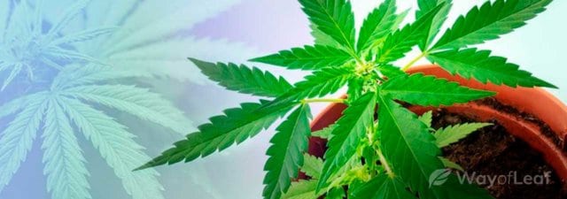 The 5 Most Challenging Cannabis Strains to Grow