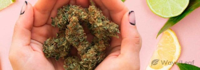 The Five Best Cannabis Strains with a Citrus Flavor